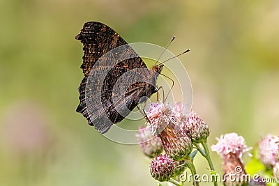 European Peacock Butterfly - Inachis io with wings closed while feeding. Stock Photo