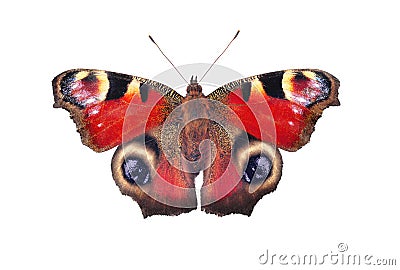 European peacock butterfly, isolated on white Stock Photo