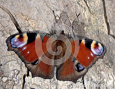 European peacock Stock Photo