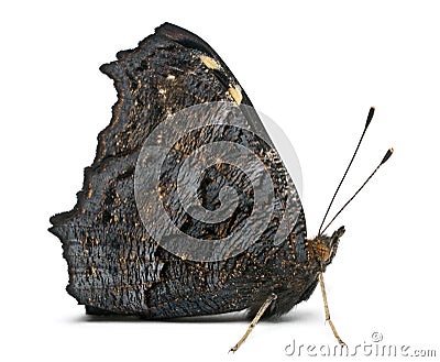 European Peacock moth, Inachis io Stock Photo