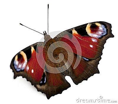 European Peacock moth, Inachis io Stock Photo