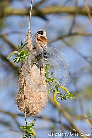 European penduline tit Stock Photo