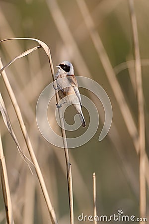 European penduline tit Stock Photo