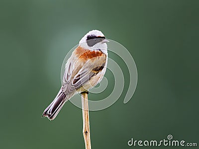 European penduline tit at treetop branch Stock Photo