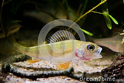 European perch, coldwater predator fish, Perca fluviatilis, open mouth in temperate river biotope aquarium, nature photo Stock Photo