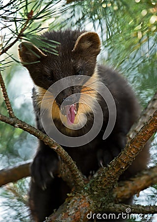 The European pine marten (Martes martes), known most commonly as the pine marten in Anglophone Europe, and less commonly also Stock Photo
