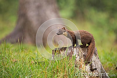 European pine marten, martes martes, standing on a stump in forest in rain. Stock Photo