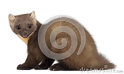 European Pine Marten or pine marten Stock Photo