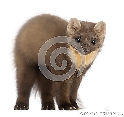 European Pine Marten or pine marten Stock Photo