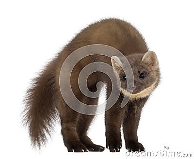 European Pine Marten or pine marten Stock Photo