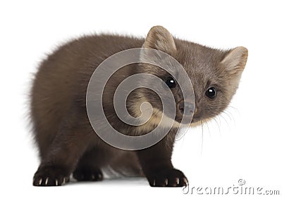 European Pine Marten or pine marten Stock Photo