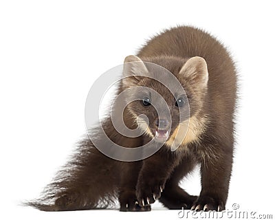 European Pine Marten or pine marten Stock Photo