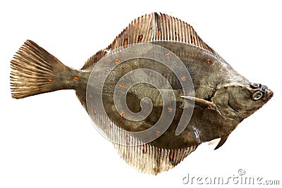 European plaice Stock Photo