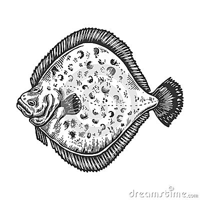 European plaice fish animal engraving vector Vector Illustration