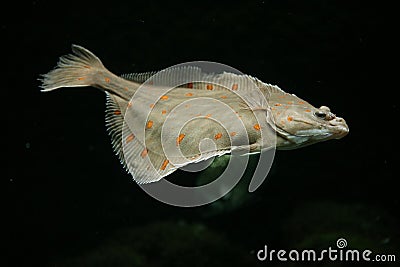 European plaice fish Stock Photo