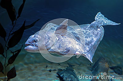 European plaice fish - Pleuronectes platessa Stock Photo