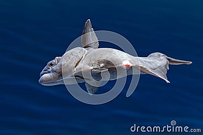 European plaice fish - Pleuronectes platessa Stock Photo