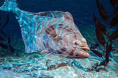 European plaice fish - Pleuronectes platessa Stock Photo