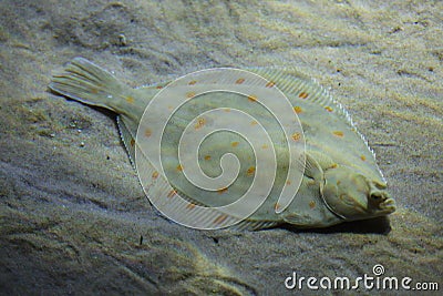 European plaice Pleuronectes platessa Stock Photo