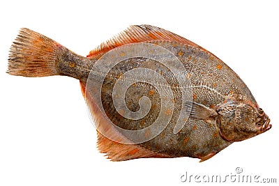 European plaice Stock Photo