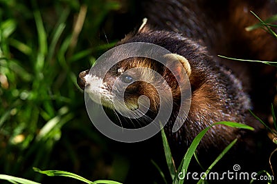 European Polecat Stock Photo