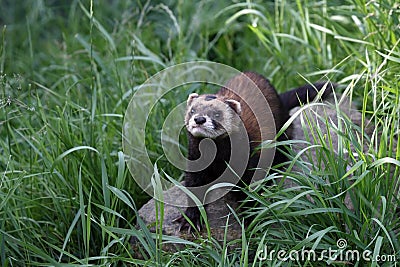 European Polecat Stock Photo