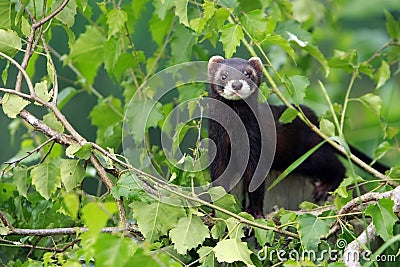 European Polecat Stock Photo