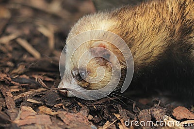 European polecat Stock Photo