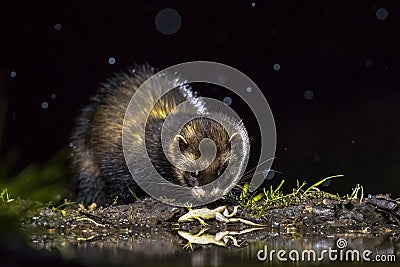 European polecat with frog prey Stock Photo