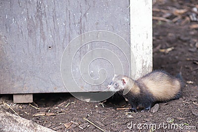 European polecat Stock Photo