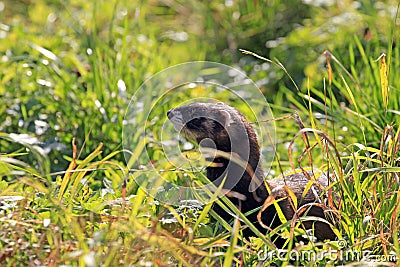 European polecat / Mustela putorius hidden in high Stock Photo