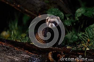 European polecat searching for food at night Stock Photo