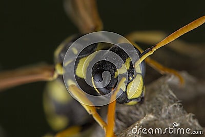 European Polistes galicus wasp hornet taking care of his nest Stock Photo