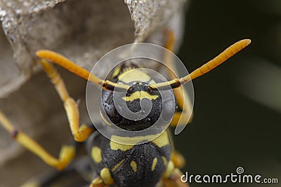 European Polistes galicus wasp hornet taking care of his nest Stock Photo