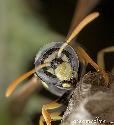 European Polistes galicus wasp hornet taking care of his nest Stock Photo