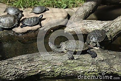 European pond turtle (Emys orbicularis). Stock Photo