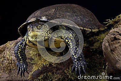 European pond turtle (Emys orbicularis) Stock Photo