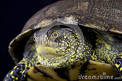 European pond turtle (Emys orbicularis) Stock Photo