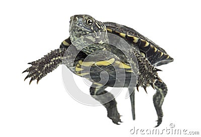 European pond turtle, Emys orbicularis, floating in Stock Photo