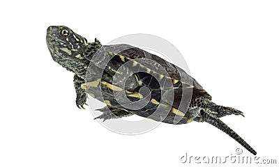 European pond turtle, Emys orbicularis, swimming in Stock Photo