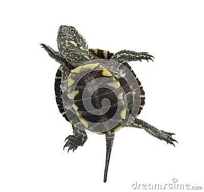 European pond turtle, Emys orbicularis, swimming in Stock Photo