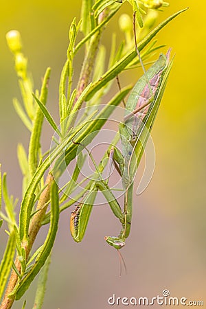 praying Mantis ambush predator yellow flower Stock Photo