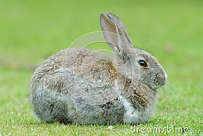 European Rabbit Stock Photo