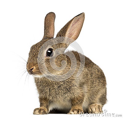 European rabbit or common rabbit, 2 months old Stock Photo