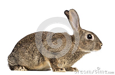 European rabbit or common rabbit, 3 months old Stock Photo