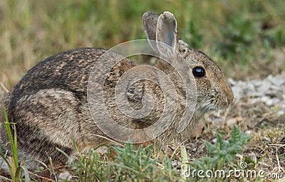 European rabbit Stock Photo