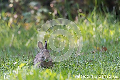 European rabbit Stock Photo