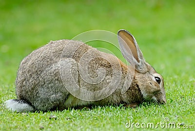 European Rabbit eating grass Stock Photo