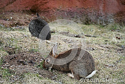 European rabbit in lateral or side view, another one in the background. In Latin they are called Oryctolagus cuniculus. Stock Photo