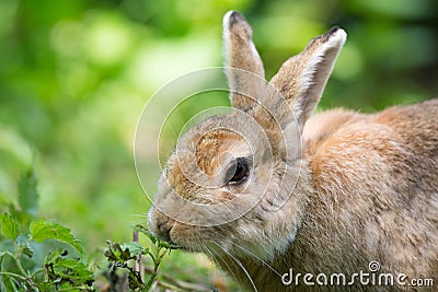 European rabbit Stock Photo